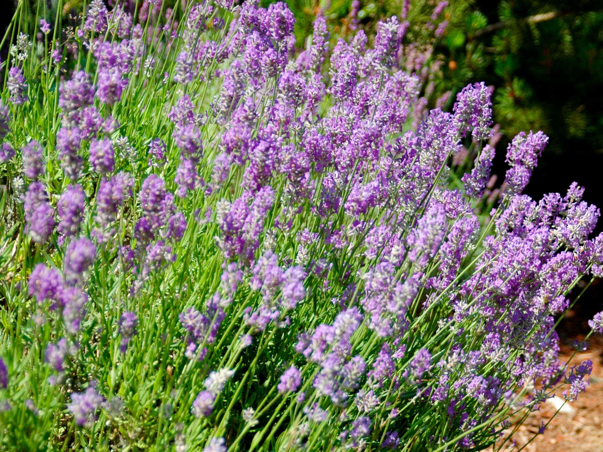 Greenscape Creation 